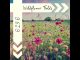 [Music] OL3O – Wildflower Fields (Official Audio)