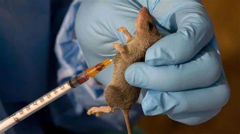 Rivers government confirms Lassa Fever outbreak