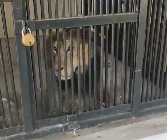 Man is mauled to death after climbing into lion enclosure to take selfie with it