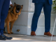 Biden gives away his dog Commander after series of attacks on Secret Service agents at White House