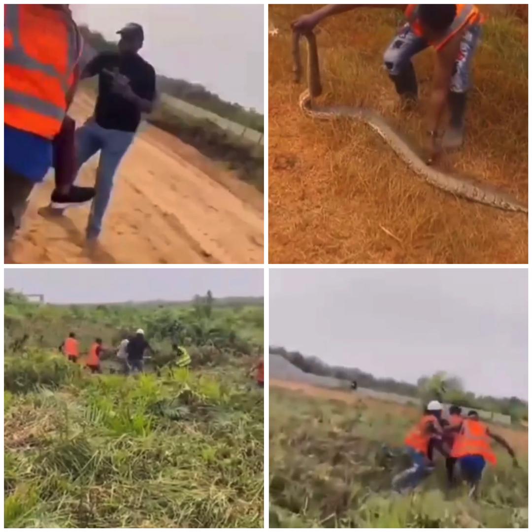 Trending video of realtor bitten by a snake during land inspection