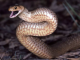 Hero dies trying to save children from world’s second most poisonous snake