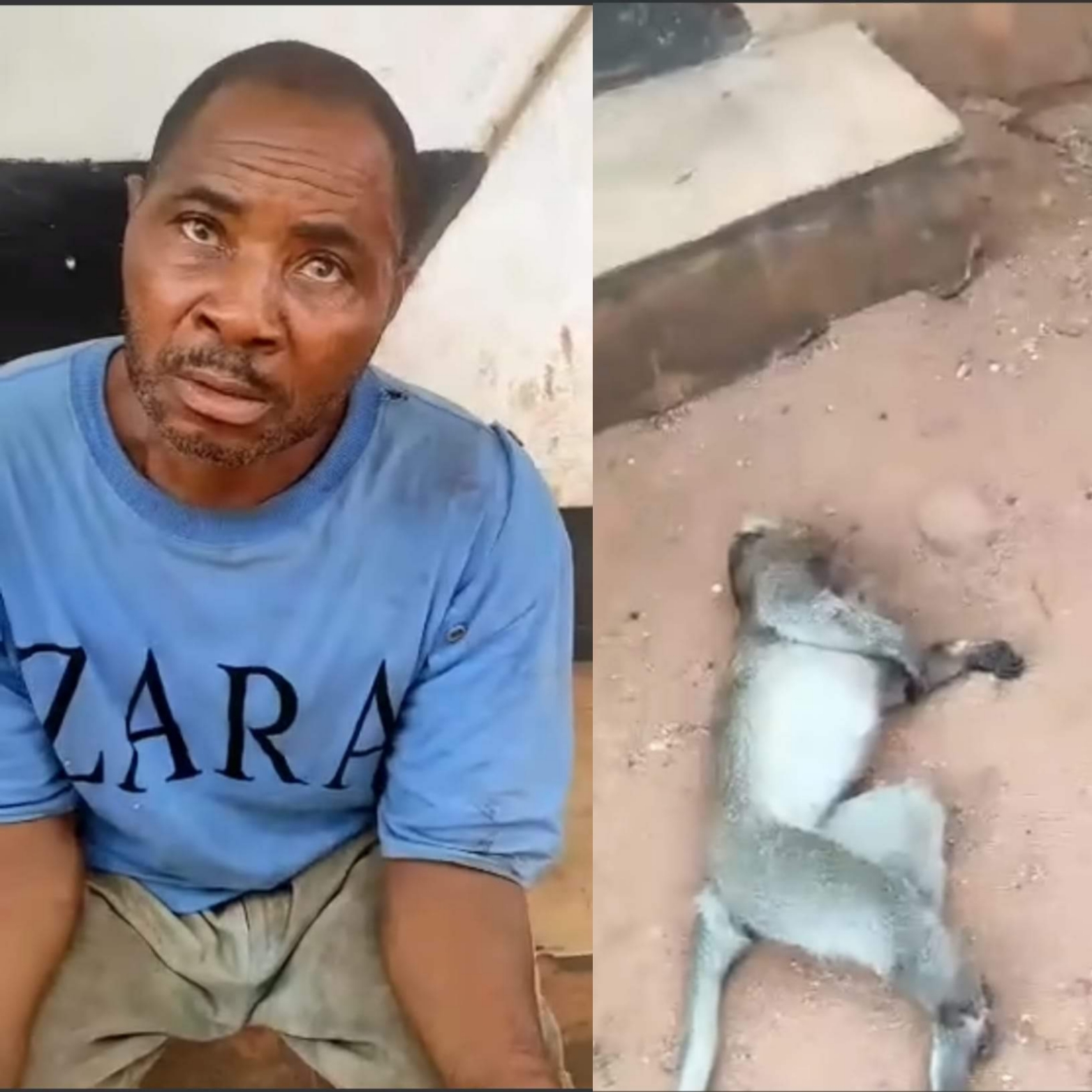 Man arrested and paraded for killing monkey in Awka