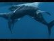 Male humpback whales caught on camera having s3x