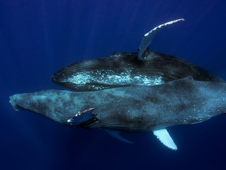 Male humpback whales caught on camera having s3x