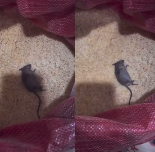 Hardship: What should I do? - Lady asks after finding dead rat in her bag of rice (video)