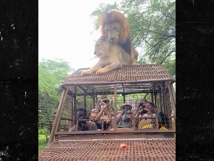 Lions have s3x on top of Safari truck full of people