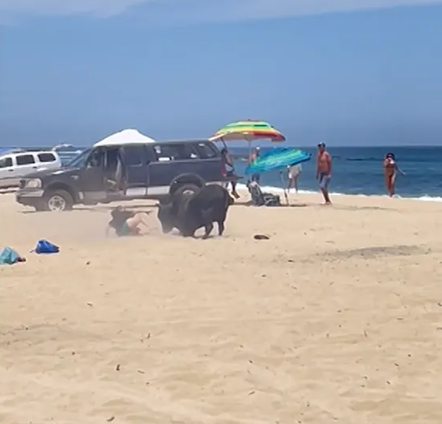 Bull attacks woman on popular Mexico beach while helpless beachgoers watched (video)