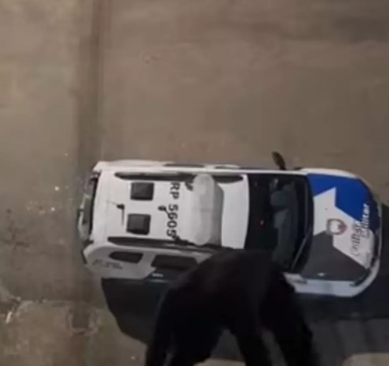 Moment man falls 40 feet onto police car after climbing building for 