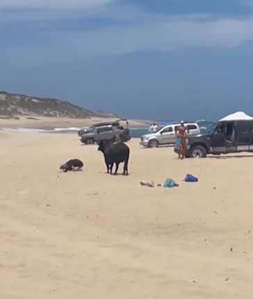 Bull attacks woman on popular Mexico beach while helpless beachgoers watched (video)