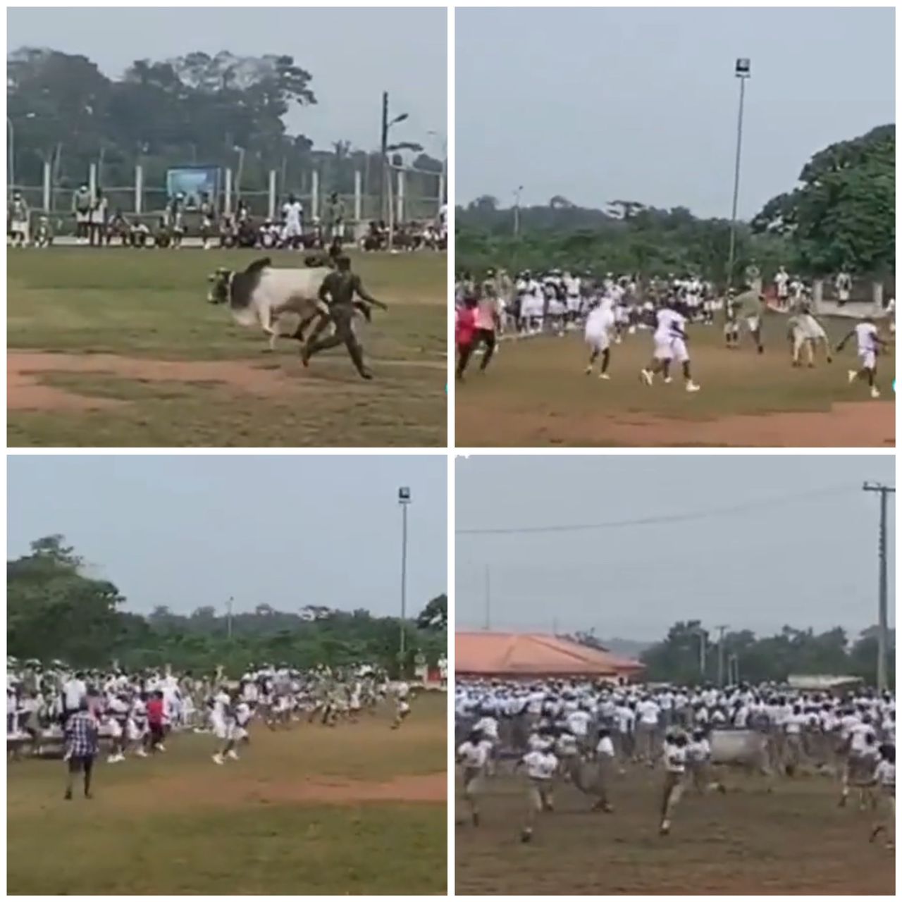 Corpers scamper for safety as cow invades their Camp